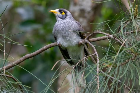 Birds of Australia