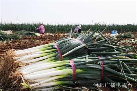 邯郸广平：大葱喜丰收 田间采收忙