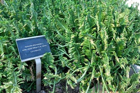 Growing and Caring for Devil’s Backbone Plant (Euphorbia tithymaloides) | Florgeous