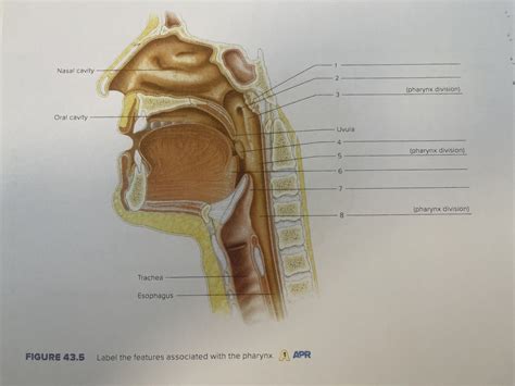 Pharynx Diagram Diagram Quizlet