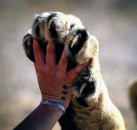 Tiger paw : r/bigcats