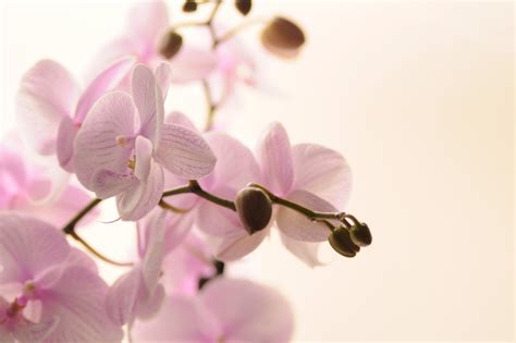 Giardino Delle Orchidee E Degli Agrumi Show Garden Arezzo