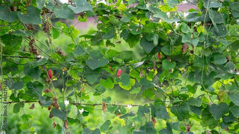 Roadside Plants That Look Bright Green There Will Come A Time When It