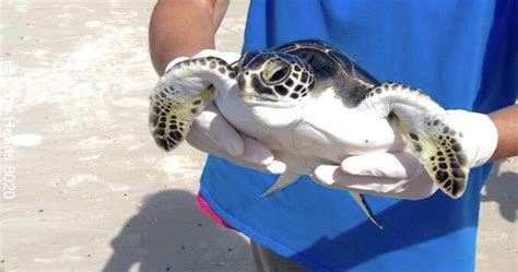 Releasing Sea Turtles Marine Life Sea Turtle Marine