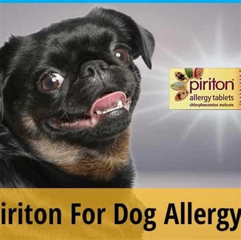 Can I Give My Dog Piriton For Allergies? | ZooAwesome