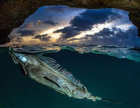 As 16 fotos mais impressionantes que você vai ver hoje ArteRef