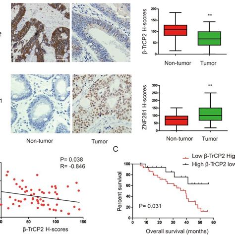 Expression Patterns Of β Trcp2 And Znf281 In Human Crc A Download Scientific Diagram