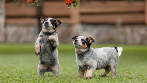 Blue Heeler Size Chart | Australian Cattle Dog Growth & Weight