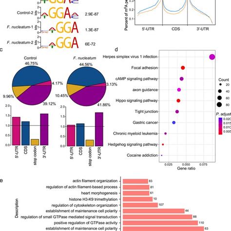 Variations of m⁶A regulated genes in CRC cells with F nucleatum