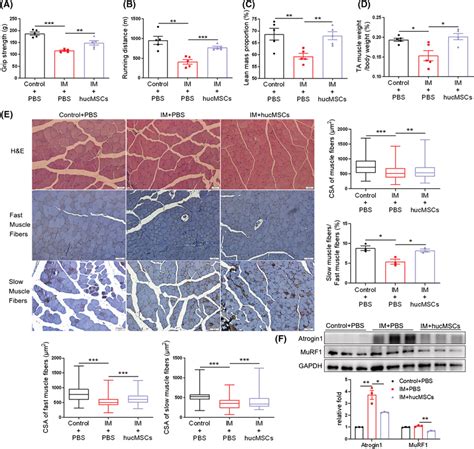 Hucmscs Ameliorate Immobilization Im Induced Muscle Atrophy A Grip