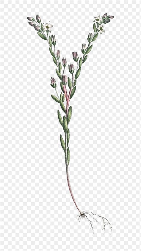 Hand Drawn Sedum Villosum Hairy Free Png Sticker Rawpixel