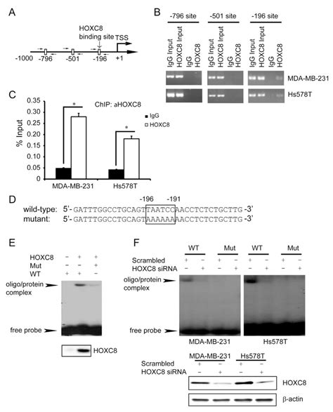 HOXC8 Binds Directly To CDH11 Promoter In Vivo And In Vitro A