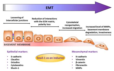 JCM Free Full Text The Role Of Snail 1 In Thyroid CancerWhat We