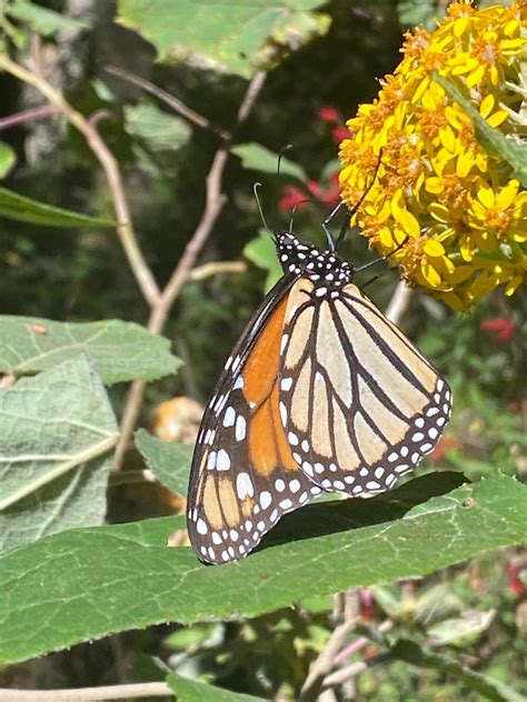 Learn How To Help Monarch Butterflies Ecolife Conservation