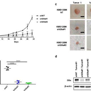 G A Depletion Inhibit Proliferation Of Mm Cells In Vivo A Tumor