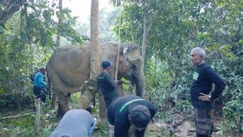 Kondisi Terluka Gajah Liar Di Aceh Turun Ke Kebun Warga