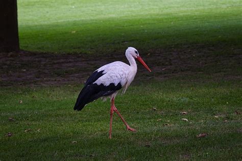 White Stork Bird Ciconia - Free photo on Pixabay