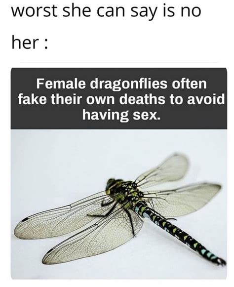 Worst She Can Say Is No Her Female Dragonflies Often Fake Their Own Deaths To Avoid Having Sex