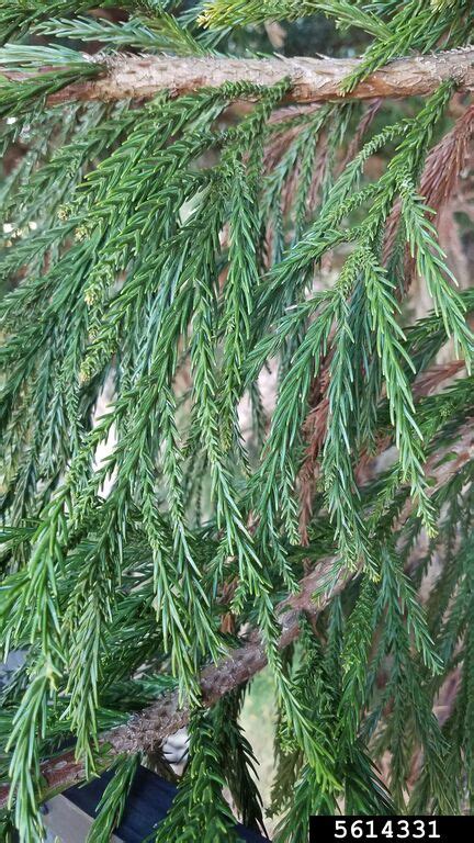 Japanese Cedar Cryptomeria Japonica