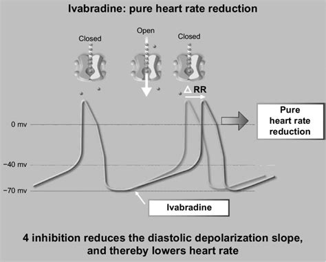 Pharmacological basis of ivabradine effects. Note: Reproduced from ...