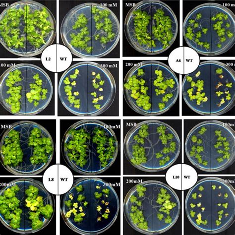 Gst Activity Of Wild Type Wt And Transgenic Tobacco Lines L2 A6 L8 Download Scientific