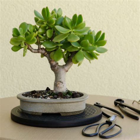 4 Steps To Prune The Perfect Jade Bonsai World Of Succulents Bonsai