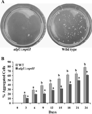 Cell To Cell Aggregation Of Wild Type X Fastidiosa And The Algu