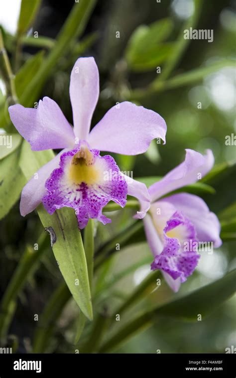 Cattleya Leaves Hi Res Stock Photography And Images Alamy