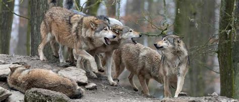 Contrary to media portrayals, wolf pack structure is not hierarchal. In ...