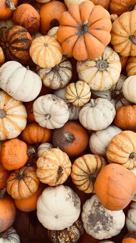 October Pumpkins October Pumpkins Background On Bat Autumn