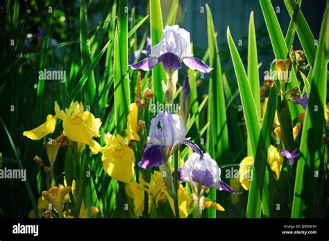 Flowers of iris in the garden Stock Photo - Alamy