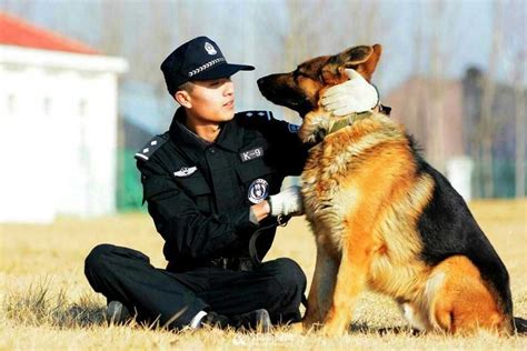 哈士奇是人的好朋友，为什么不能当军犬，也不能当警犬？答案简单 凤凰网