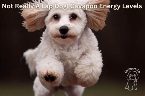 Cavapoo Training: How to Train Your Cavapoo • Cavapoo & Co