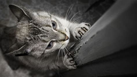 Pourquoi les chats sont ils tellement attirés par les souris RTBF Actus