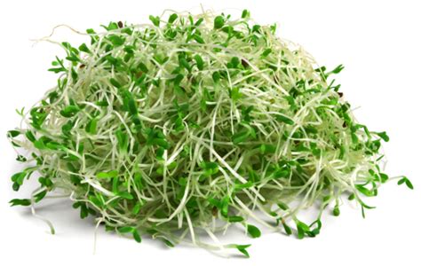 Alfalfa - Alfalfa Grass & Supplement - Benefits, Toxicity and Side Effects