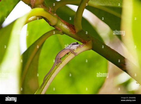 Mauritius Ornate Day Gecko Phelsuma Ornata Mauritius Stock Photo Alamy