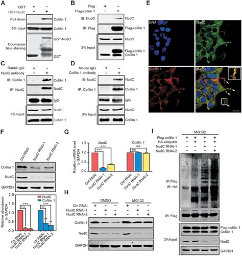 NudC Binds To And Stabilizes Cofilin 1 A GST Pull Down Assay