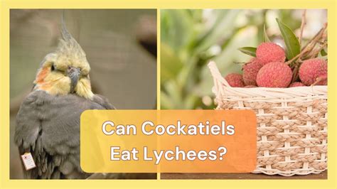 Can Cockatiels Eat Lychees Dr Cockatiel YouTube