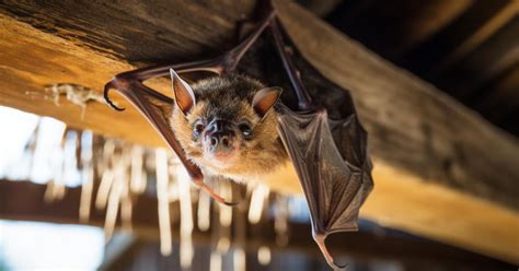 Maestra De California Murió De Rabia Tras Ser Mordida Por Murciélago El Primer Caso Mortal En