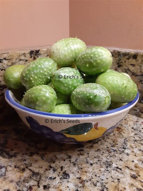 30 West Indian Burr Gherkin Seeds Heirloom Cucumbers Etsy