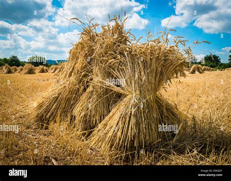 Summer Wheat Harvest Bundled Into Sheaves Stock Photo Alamy