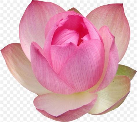 Nelumbo Nucifera Egypt Flower Lotus Aquatic Plants Png X Px