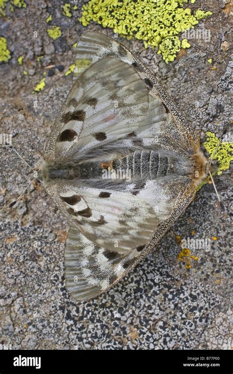 Papillons Apollo Banque D Image Et Photos Alamy