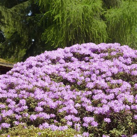 Rhododendron Species Botanical Garden Federal Way Wa Omdömen Tripadvisor