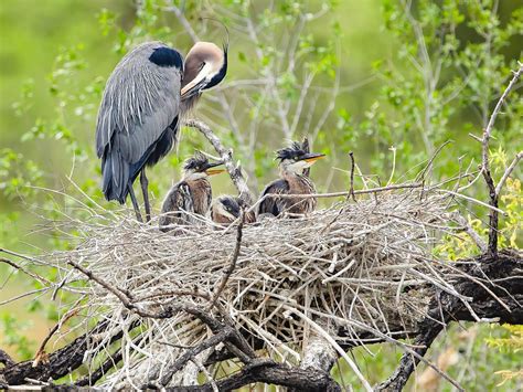 Great Blue Heron Nesting (All You Need To Know) | Birdfact