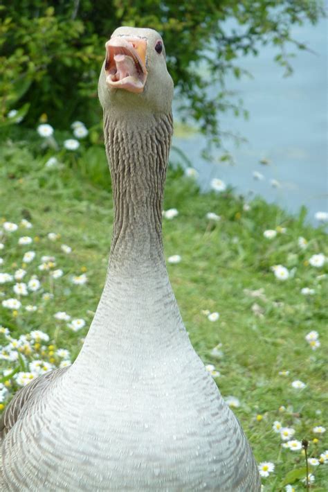 Hiss Hissing Greylag At Hornchurch Country Park Claire Parfrey