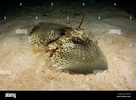 The Oriental Flying Gurnard Dactylopterus Orientalis Is Remarkable