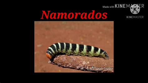 Análise da Poesia Namorados de manuel Bandeira YouTube