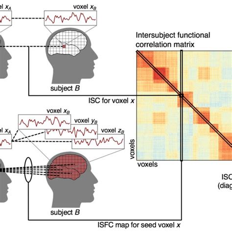 Intersubject Functional Correlation Isfc Analysis Computing