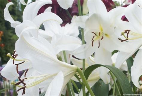 Easter Lilies | Garden Designer | Garden Consultant | Gardening Advice